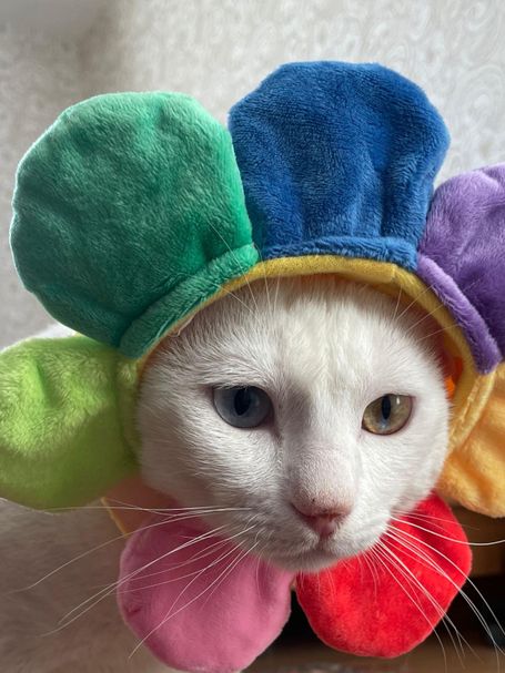 Snow's white head is covered with a headband covered in petals in rainbow colours.