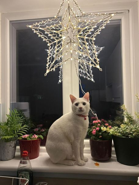 Snow is standing on the window sill underneath a Christmas star with fairy lights, plant pots beside him. He looks straight to the camera.