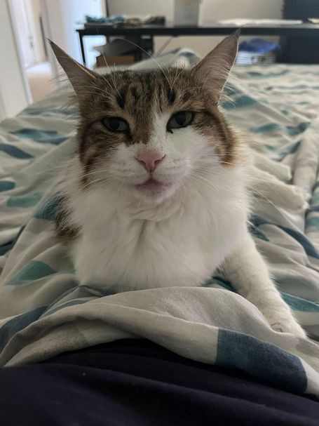 A close-up view of a cat's face. The cat has a medium-length, fluffy coat and large, expressive eyes that are the focal point of the photo.